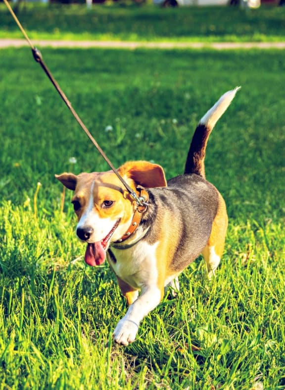 Pet Policy Harbor Lake Apartments in Waukegan, IL